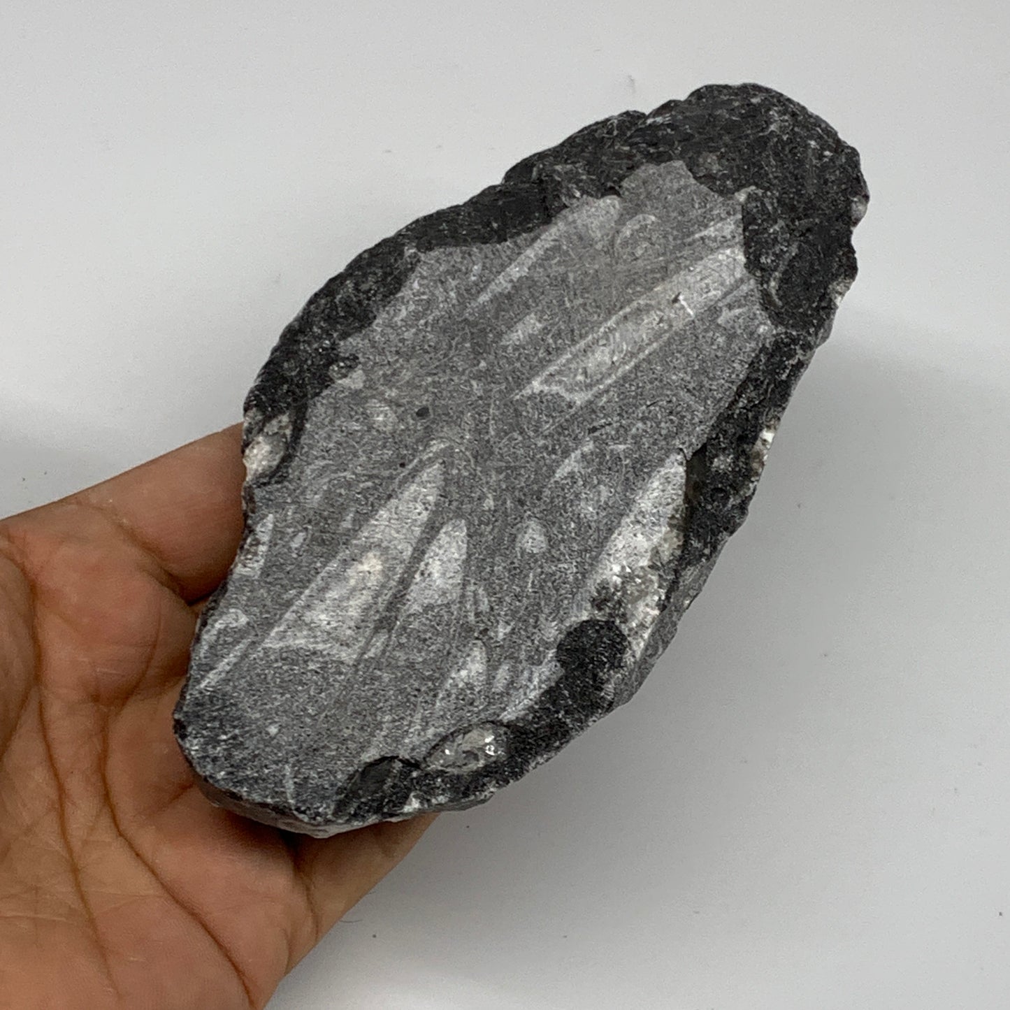 301.8g, 5.4"x2.7"x1.1" Fossils Orthoceras (straight horn) SQUID @Morocco, B23589