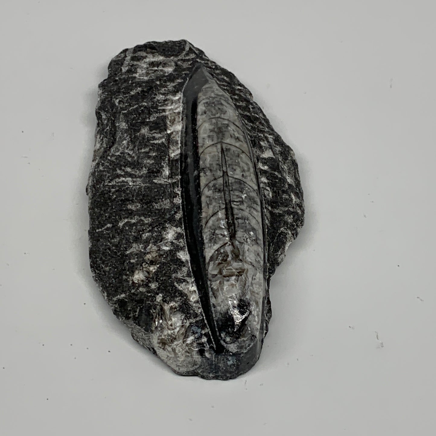 301.8g, 5.4"x2.7"x1.1" Fossils Orthoceras (straight horn) SQUID @Morocco, B23589