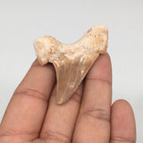 13.8g, 1.9"X 1.7"x 0.5" Natural Fossils Fish Shark Tooth @Morocco,MF2848
