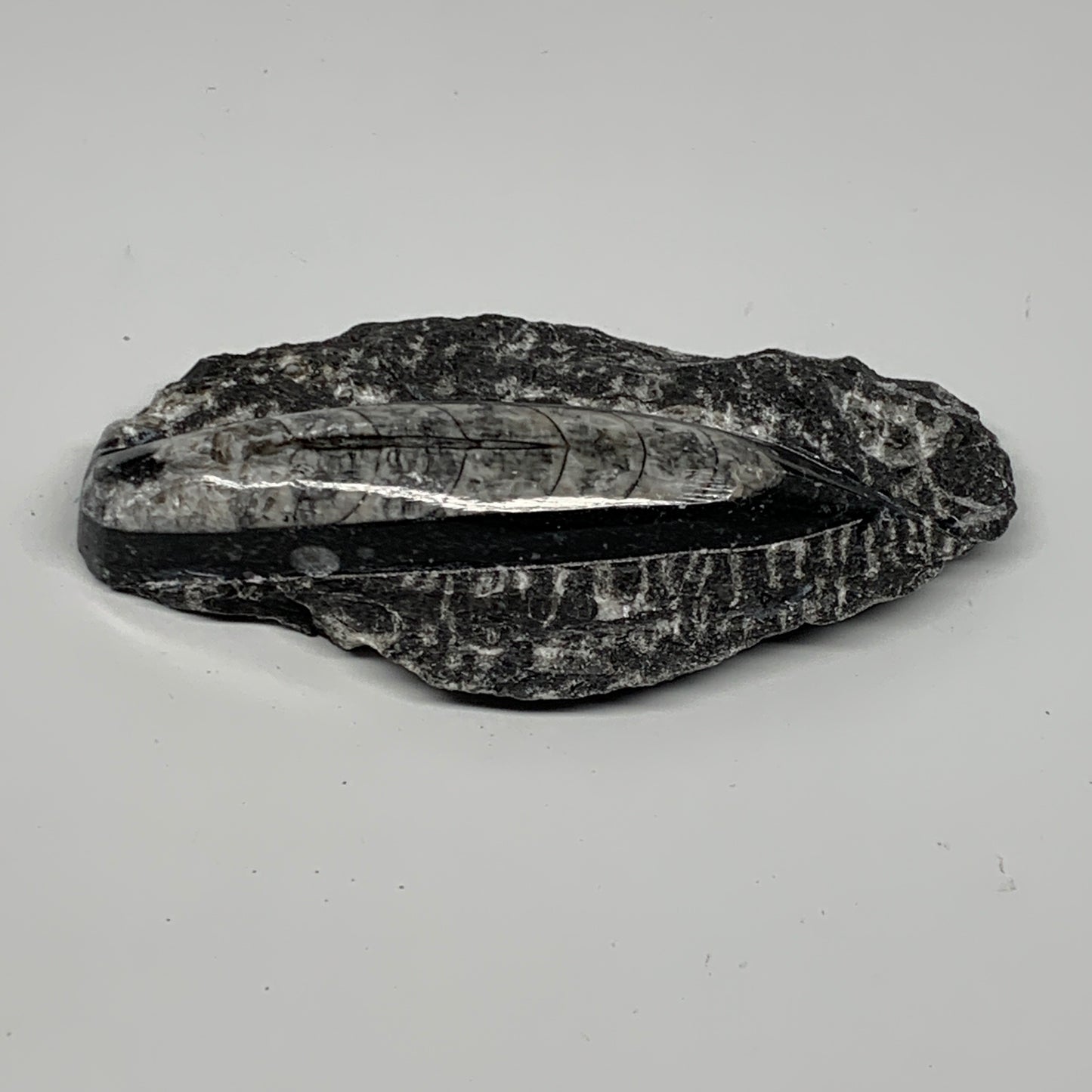 301.8g, 5.4"x2.7"x1.1" Fossils Orthoceras (straight horn) SQUID @Morocco, B23589