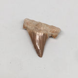 13.8g, 1.9"X 1.7"x 0.5" Natural Fossils Fish Shark Tooth @Morocco,MF2848