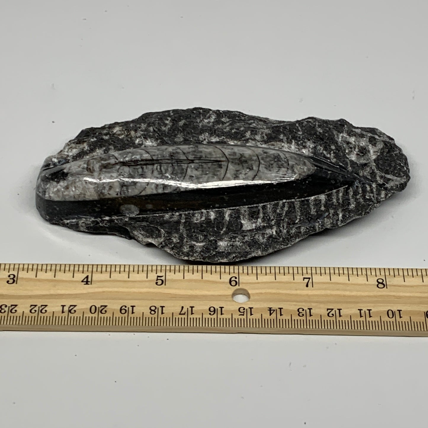 301.8g, 5.4"x2.7"x1.1" Fossils Orthoceras (straight horn) SQUID @Morocco, B23589