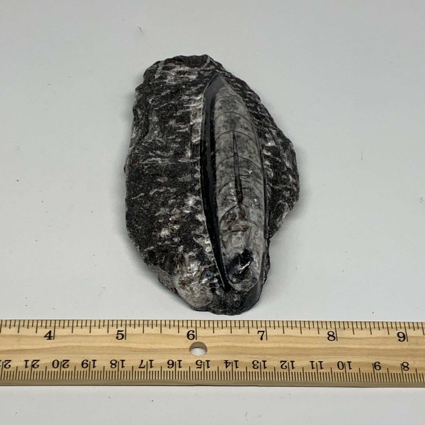 301.8g, 5.4"x2.7"x1.1" Fossils Orthoceras (straight horn) SQUID @Morocco, B23589