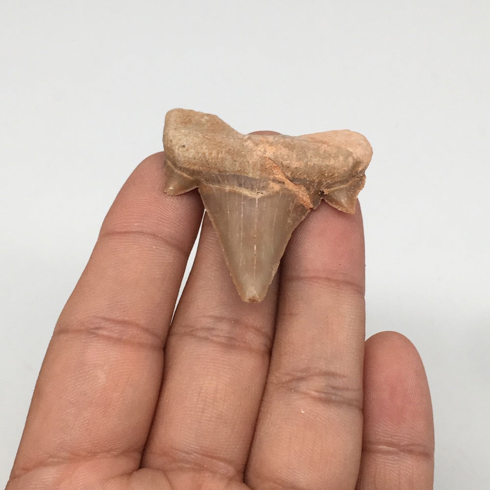 12.2g, 1.8"X 1.6"x 0.5" Natural Fossils Fish Shark Tooth @Morocco,MF2849