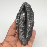 134g,4.5"x1.9"x1" Fossils Orthoceras (straight horn) SQUID @Morocco, MF1735