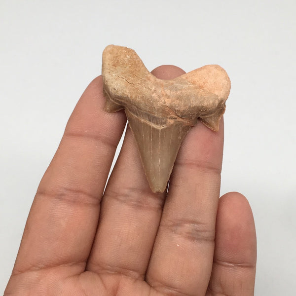 12.2g, 1.8"X 1.6"x 0.5" Natural Fossils Fish Shark Tooth @Morocco,MF2849