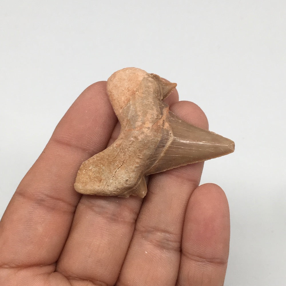 12.2g, 1.8"X 1.6"x 0.5" Natural Fossils Fish Shark Tooth @Morocco,MF2849