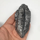 134g,4.5"x1.9"x1" Fossils Orthoceras (straight horn) SQUID @Morocco, MF1735