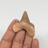 12.2g, 1.8"X 1.6"x 0.5" Natural Fossils Fish Shark Tooth @Morocco,MF2849