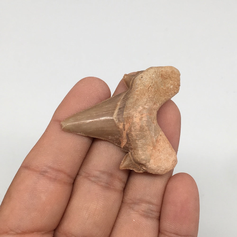 12.2g, 1.8"X 1.6"x 0.5" Natural Fossils Fish Shark Tooth @Morocco,MF2849