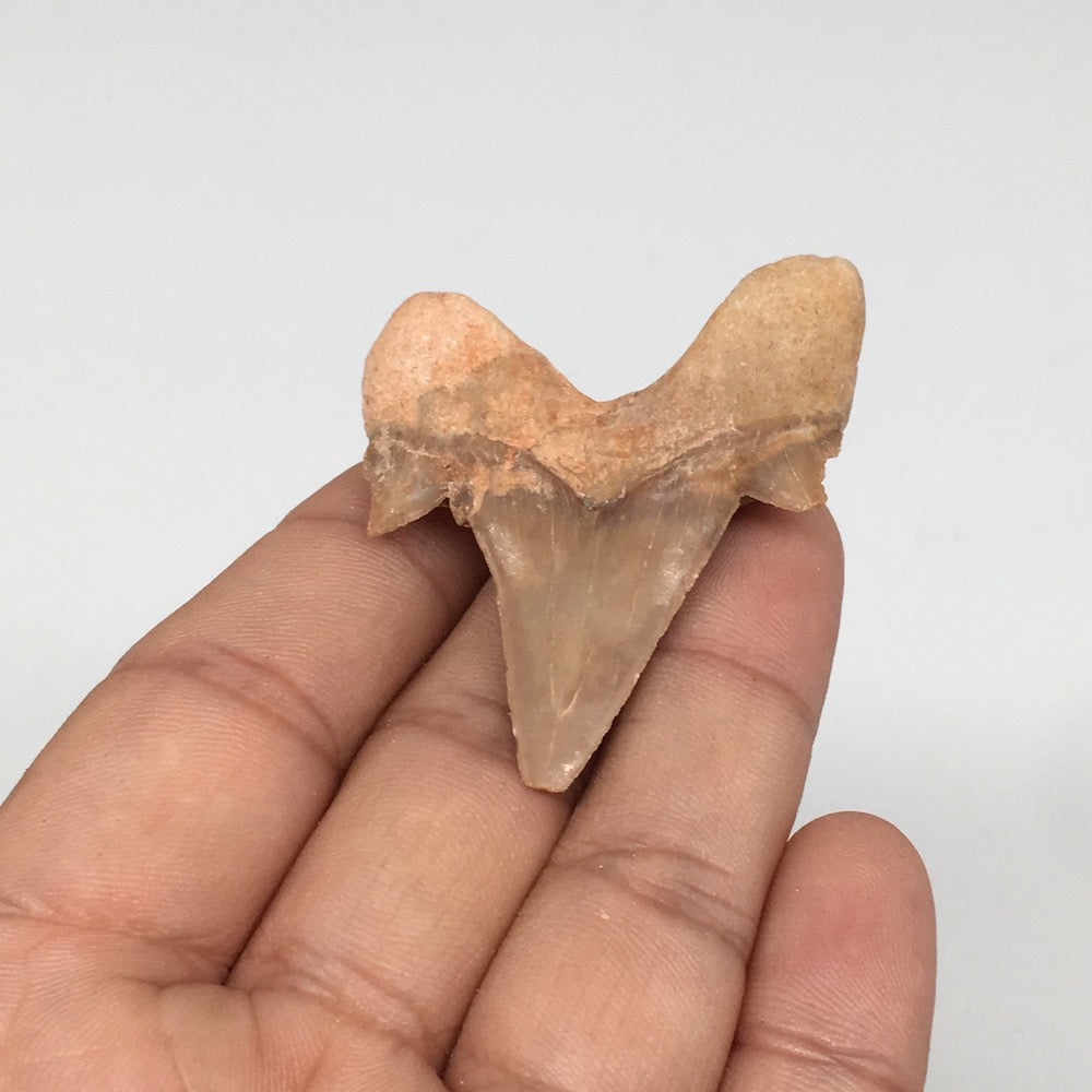 12.2g, 1.8"X 1.6"x 0.5" Natural Fossils Fish Shark Tooth @Morocco,MF2849