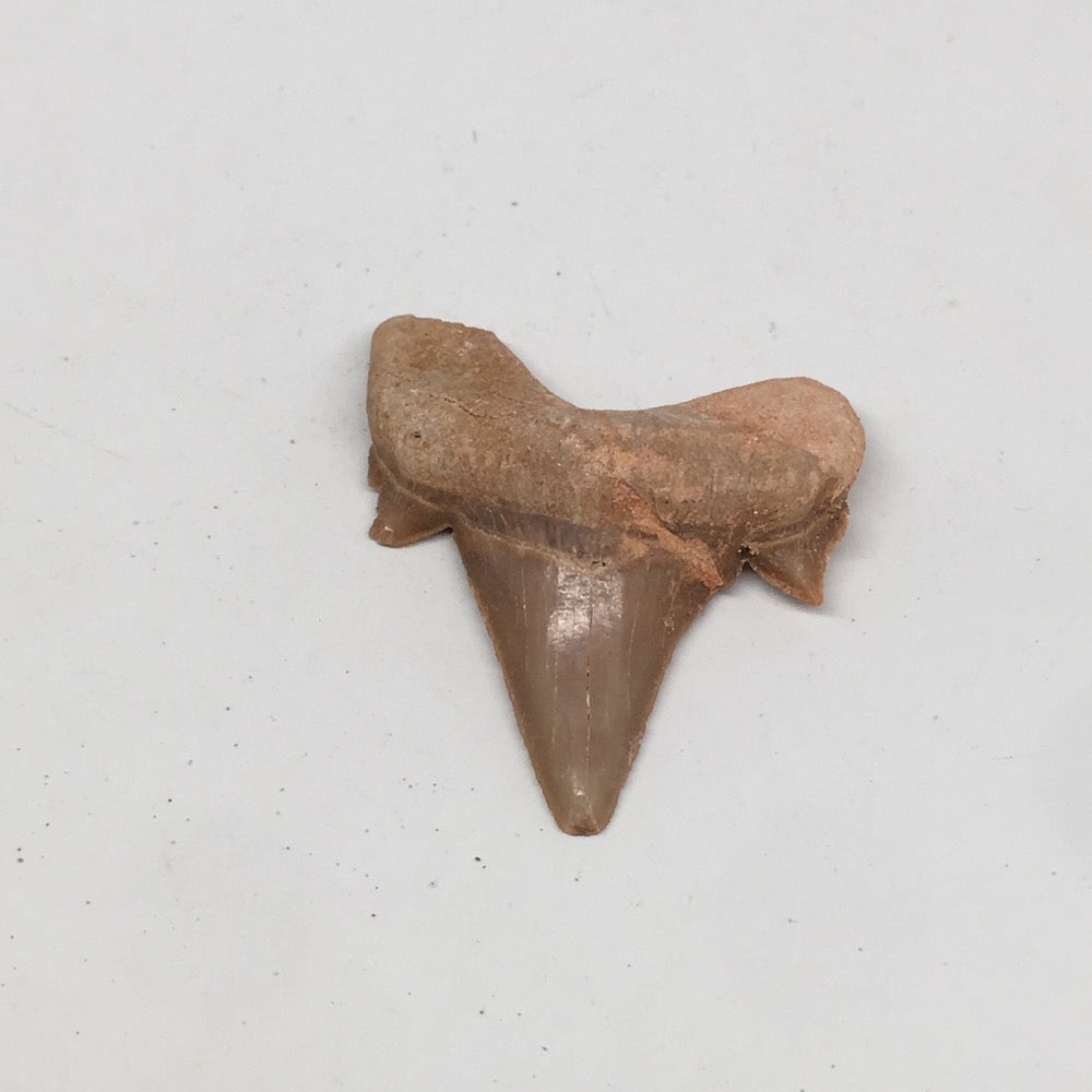 12.2g, 1.8"X 1.6"x 0.5" Natural Fossils Fish Shark Tooth @Morocco,MF2849