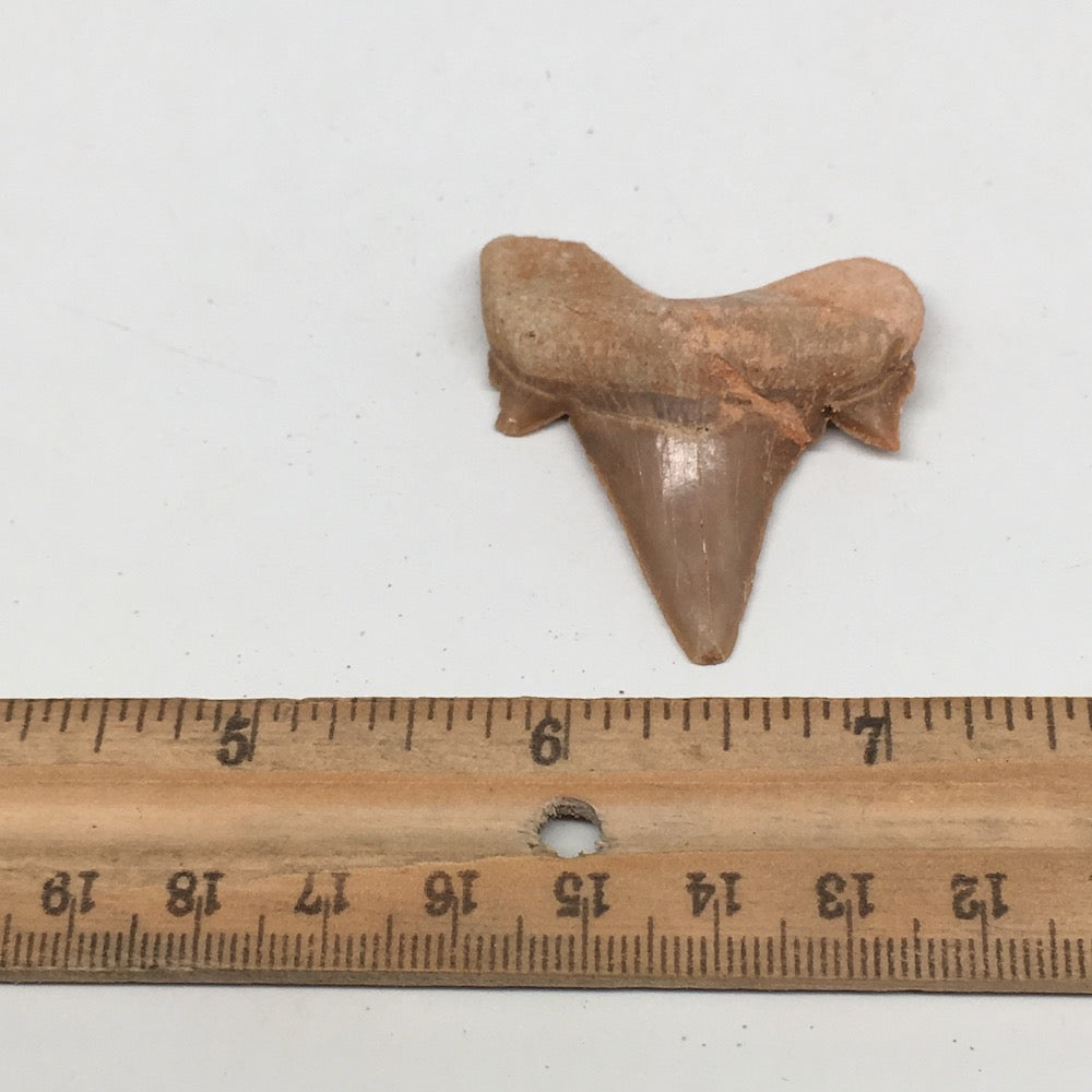 12.2g, 1.8"X 1.6"x 0.5" Natural Fossils Fish Shark Tooth @Morocco,MF2849