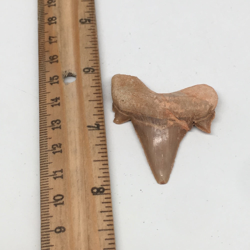12.2g, 1.8"X 1.6"x 0.5" Natural Fossils Fish Shark Tooth @Morocco,MF2849