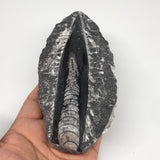 292g,5.8"x2.7"x1" Fossils Orthoceras (straight horn) SQUID @Morocco, MF1736