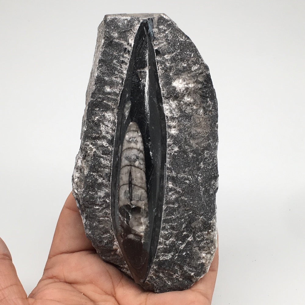 286g,5"x2.5"x1.3" Fossils Orthoceras (straight horn) SQUID @Morocco, MF1740