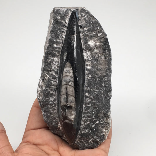 286g,5"x2.5"x1.3" Fossils Orthoceras (straight horn) SQUID @Morocco, MF1740