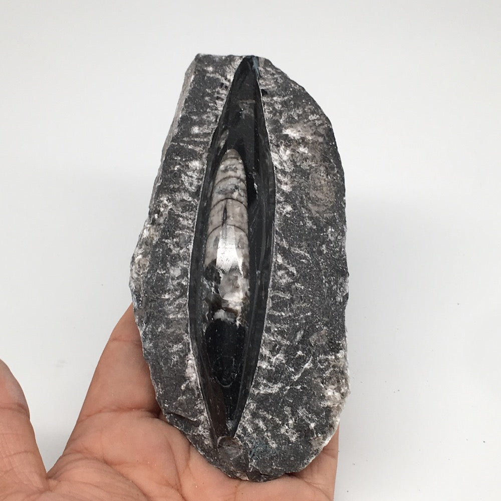 286g,5"x2.5"x1.3" Fossils Orthoceras (straight horn) SQUID @Morocco, MF1740