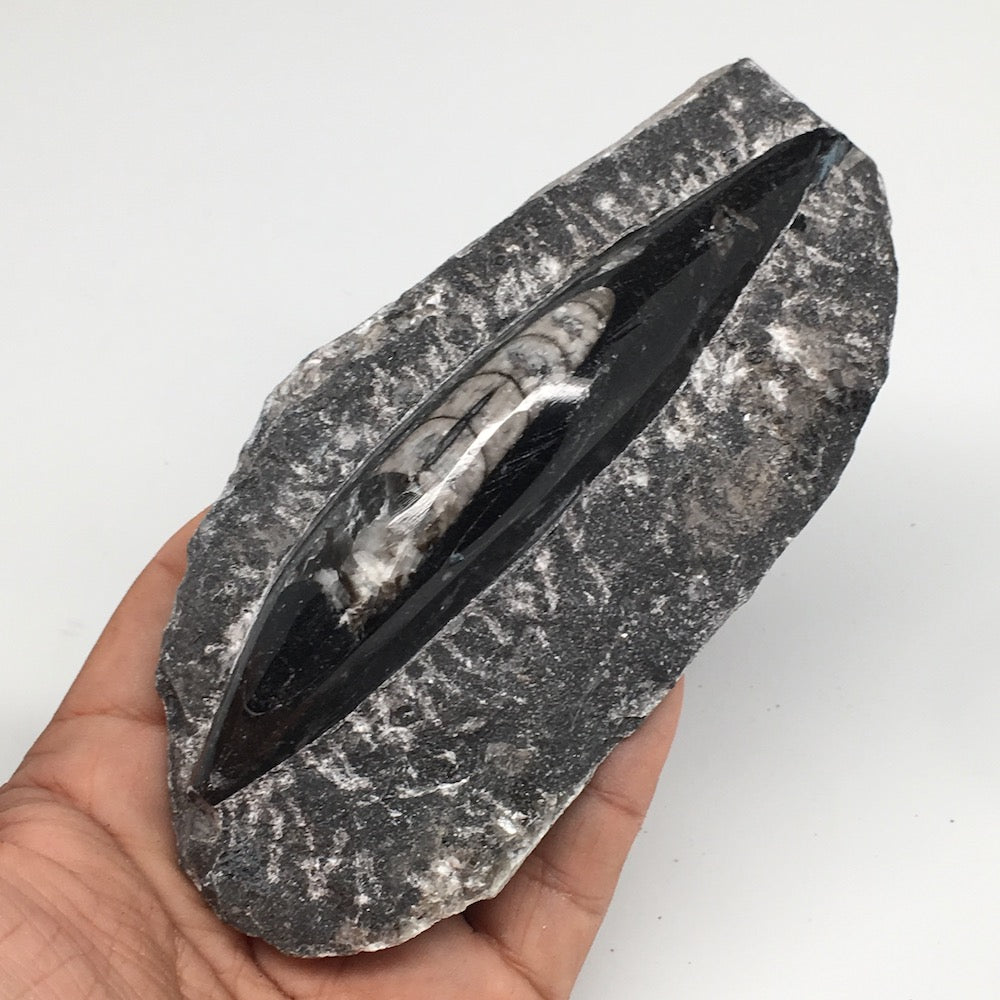 286g,5"x2.5"x1.3" Fossils Orthoceras (straight horn) SQUID @Morocco, MF1740