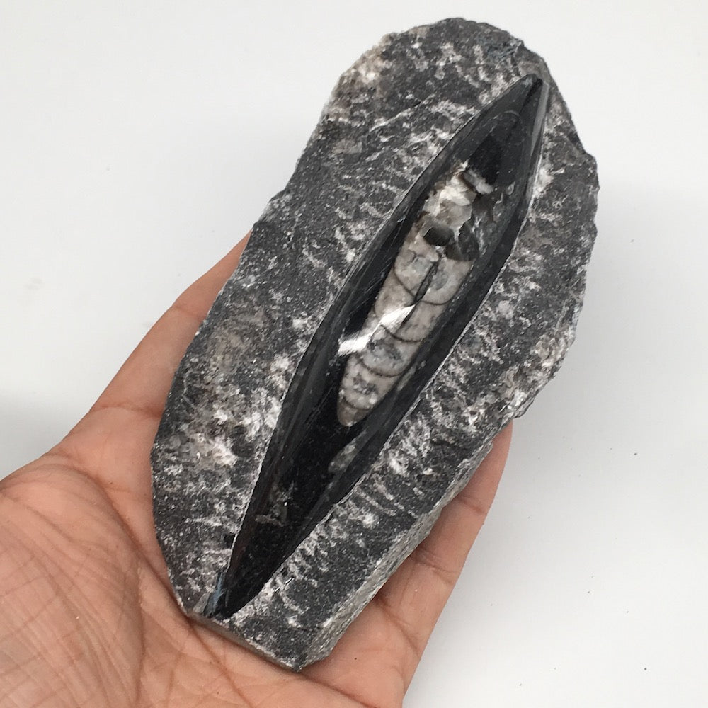 286g,5"x2.5"x1.3" Fossils Orthoceras (straight horn) SQUID @Morocco, MF1740