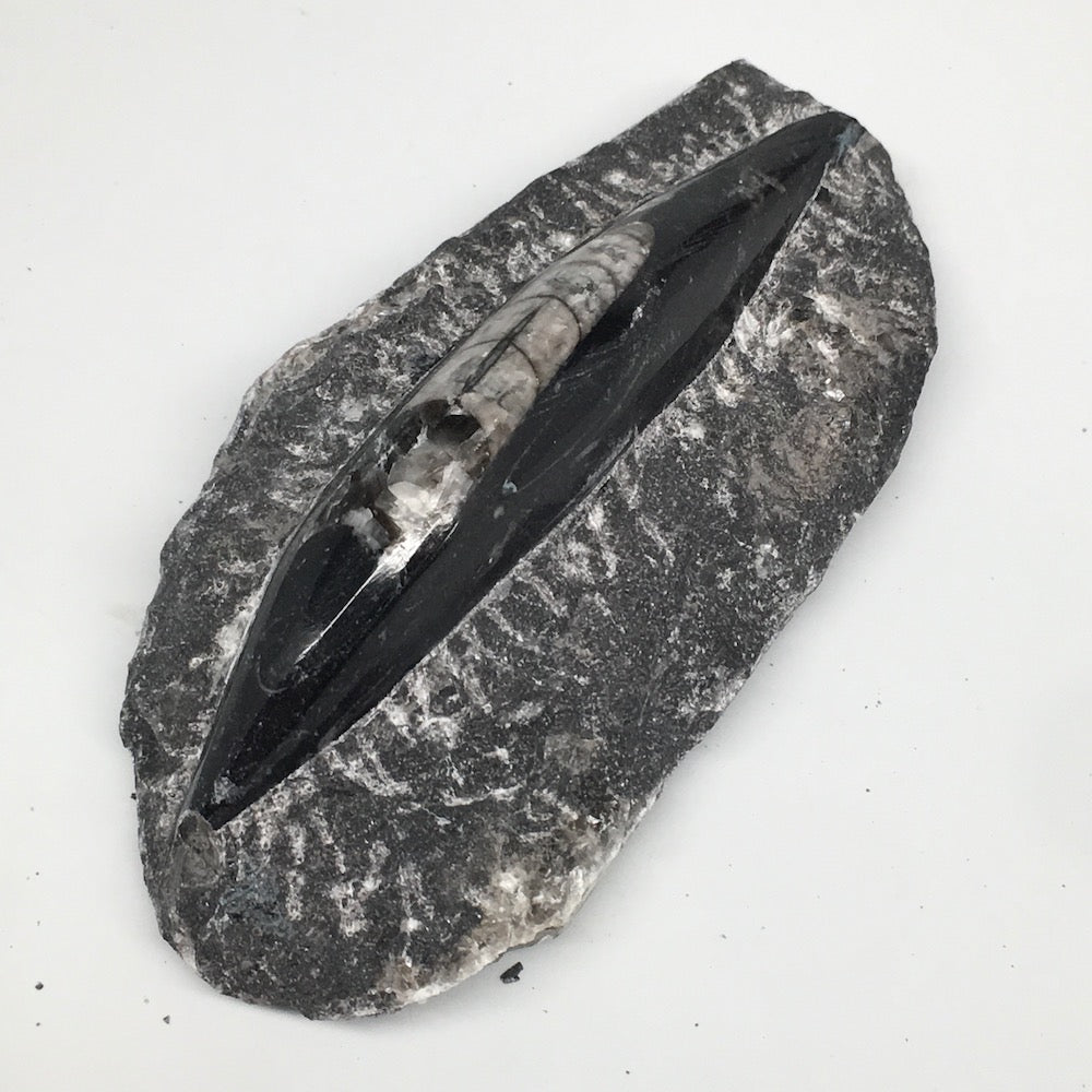 286g,5"x2.5"x1.3" Fossils Orthoceras (straight horn) SQUID @Morocco, MF1740