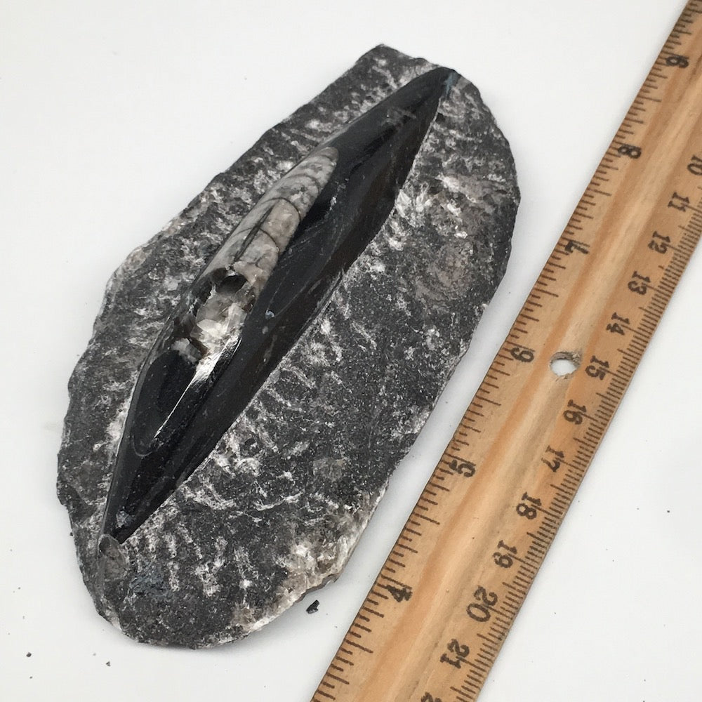 286g,5"x2.5"x1.3" Fossils Orthoceras (straight horn) SQUID @Morocco, MF1740