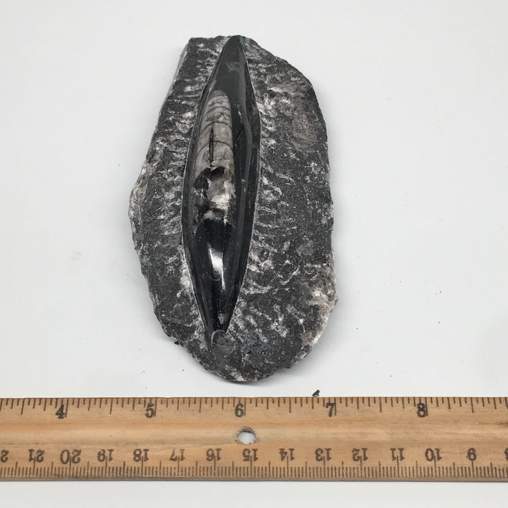 286g,5"x2.5"x1.3" Fossils Orthoceras (straight horn) SQUID @Morocco, MF1740