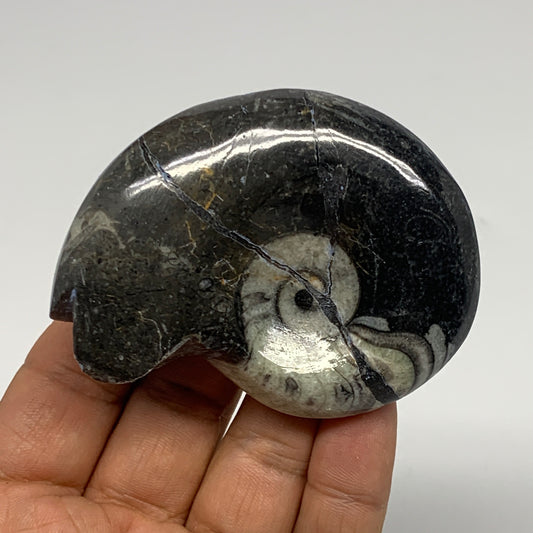 110.3g, 2.8"x2.2"x0.9", Large Goniatite Ammonite Polished Mineral @Morocco, B236