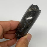 110.3g, 2.8"x2.2"x0.9", Large Goniatite Ammonite Polished Mineral @Morocco, B236