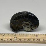 110.3g, 2.8"x2.2"x0.9", Large Goniatite Ammonite Polished Mineral @Morocco, B236
