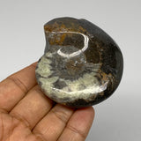 121.8g, 2.8"x2.3"x1.2", Large Goniatite Ammonite Polished Mineral @Morocco, B236