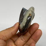 121.8g, 2.8"x2.3"x1.2", Large Goniatite Ammonite Polished Mineral @Morocco, B236