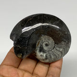 127.4g, 2.8"x2.3"x1.2", Large Goniatite Ammonite Polished Mineral @Morocco, B236