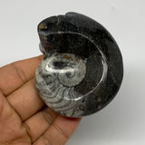 127.4g, 2.8"x2.3"x1.2", Large Goniatite Ammonite Polished Mineral @Morocco, B236