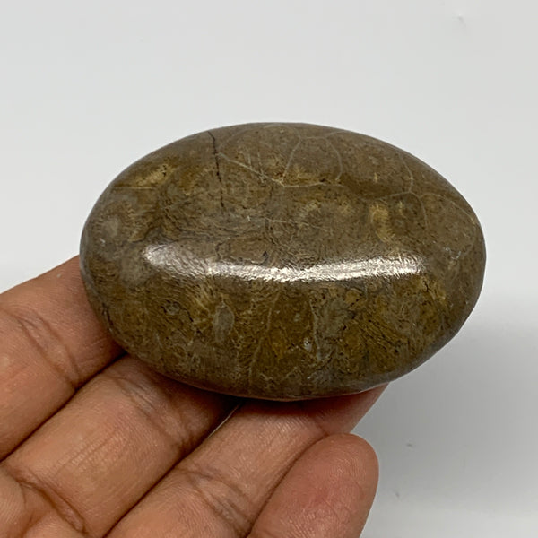 90.5g,2.4"x1.8"x 1", Coral Fossils Palm-Stone Polished from Morocco, B20328