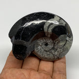 113.2g, 2.8"x2.3"x1.2", Large Goniatite Ammonite Polished Mineral @Morocco, B236
