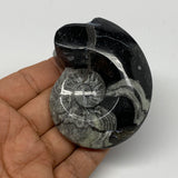 113.2g, 2.8"x2.3"x1.2", Large Goniatite Ammonite Polished Mineral @Morocco, B236