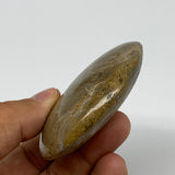 86.6g,2.5"x2.1"x 0.8", Coral Fossils Palm-Stone Polished from Morocco, B20331