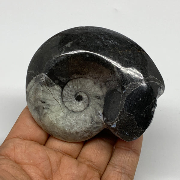 161.6g, 3"x2.7"x1.2", Large Goniatite Ammonite Polished Mineral @Morocco, B23634