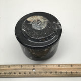 514g Round Shape Orthoceras Fossil Ammonite Medium Jewelry Box @Morocco, FJ02 - watangem.com