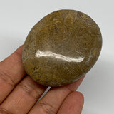 68.3g,2.4"x1.9"x 0.7", Coral Fossils Palm-Stone Polished from Morocco, B20333
