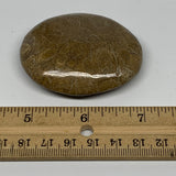 68.3g,2.4"x1.9"x 0.7", Coral Fossils Palm-Stone Polished from Morocco, B20333