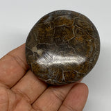 84.8g,2.3"x2.1"x 0.8", Coral Fossils Palm-Stone Polished from Morocco, B20337