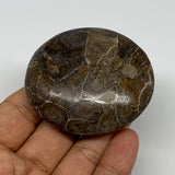 84.8g,2.3"x2.1"x 0.8", Coral Fossils Palm-Stone Polished from Morocco, B20337