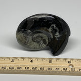 151g, 3"x2.5"x1.2", Large Goniatite Ammonite Polished Mineral @Morocco, B23639