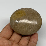108.9g,2.4"x2.1"x 1", Coral Fossils Palm-Stone Polished from Morocco, B20338