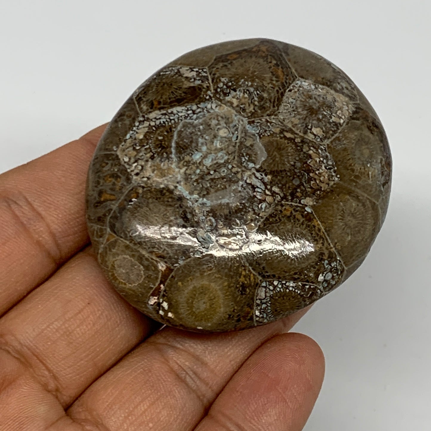 54.8g,2.3"x1.9"x 0.7", Coral Fossils Palm-Stone Polished from Morocco, B20340