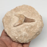 396g,4.2"X3.9"x1.8"Otodus Fossil Shark Tooth Mounted on Matrix @Morocco,MF1817