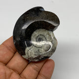 70.6g, 2.5"x2"x0.9", Large Goniatite Ammonite Polished Mineral @Morocco, B23647