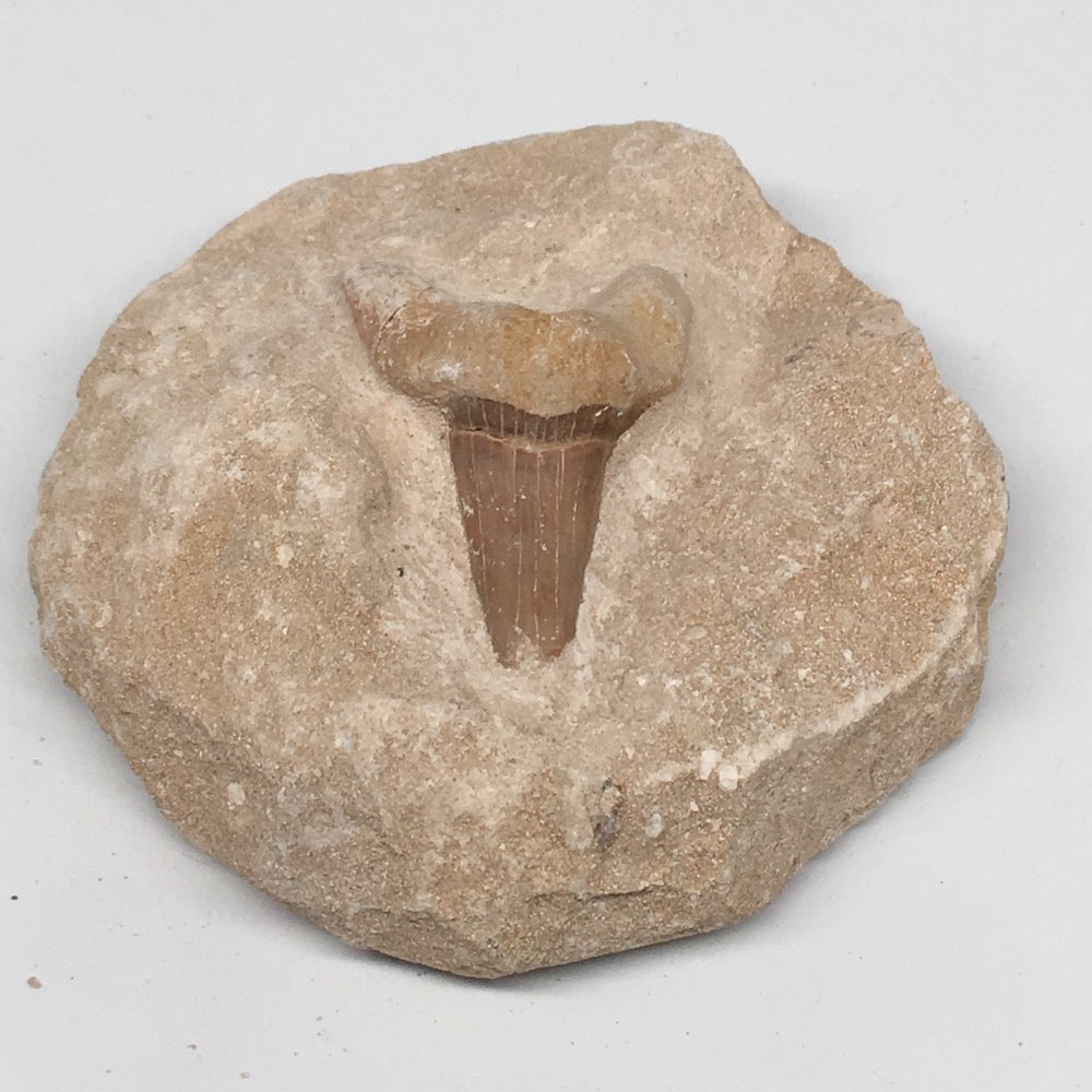396g,4.2"X3.9"x1.8"Otodus Fossil Shark Tooth Mounted on Matrix @Morocco,MF1817